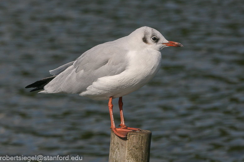 gull head